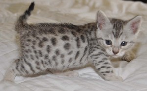 Bengal Kittens for Sale