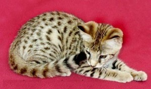 1 male and 1 female TICA F2 savannah kittens for adoption free