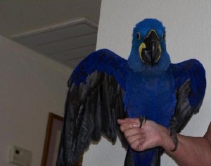 Cute Pair Of Hyacinth Macaw Parrots For Free  Adoption.