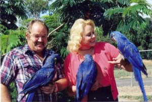 affectionate Hyacinth Macaw parrots