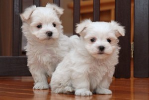 AKC Bloodlines Maltese puppies available?