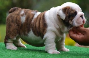 Excellent English Bulldog puppies available