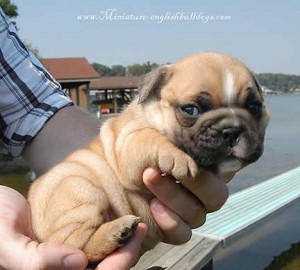 Two Cute English bulldog puppies for adoption