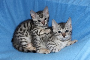Bengal Kitten for Free Adoption