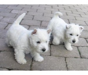 2 Stunning chunky kc reg West Highland Terrier Puppies(11weeks old)
