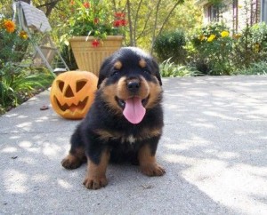 Absolutely agile rottweiler reg. puppies for sale
