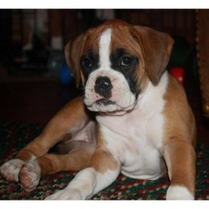 Absolutely stunning Boxer puppies Available