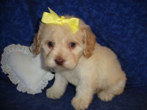 Female Cockapoo Puppies