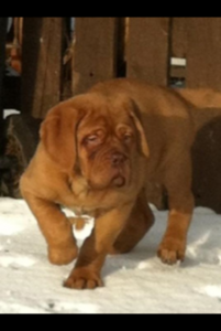 Admirable Dogue de bordeaux Puppies