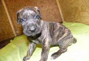 Children white line Great Dane pups tiny white on back paw.