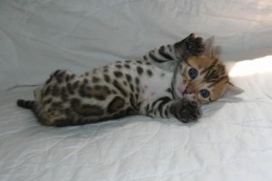 Find Cute Bengal Kittens For Adoption