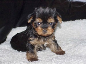Gorgeous And Adorable Male And Female yorkie Puppies For Sale Now Ready To Go Home