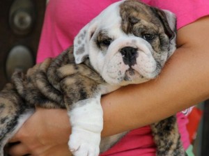 Cute English Bulldog Puppies For Sale