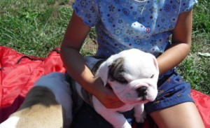 high quality, Champion bloodline English bulldog puppies