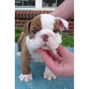$200 AKC Adorable Male and Female English Bulldog puppies for adoption