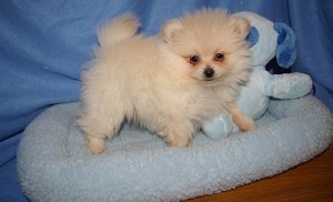 Male and Female blue eyed sPomeranian Puppies  For Sale