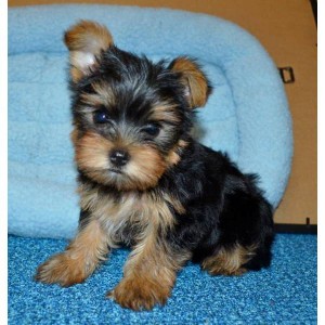Teacup and Toy Yorkie Puppies (Boys &amp; Girls)