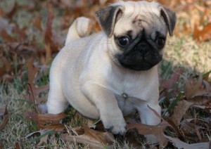 AKC PUG PUPPIES! 14 weeks old