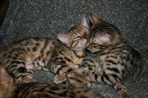 TWO GORGEOUS BENGAL KITTEN FOR ADOPTION