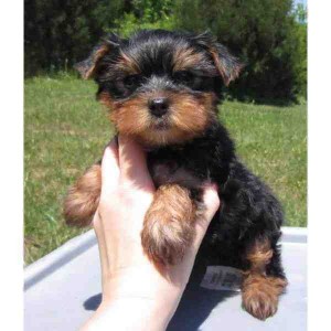 Healthy Male And Female teacup Yorkie puppies for adoption