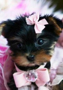 2 T-cup Yorkie puppies