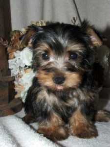 Two Healthy Teacup Yorkie Puppies For Adoption