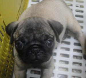 gorgious male and female pug puppies available
