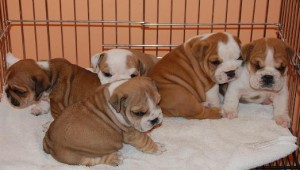 Excellent Charming Lovely Male And Female English Bulldog Puppies
