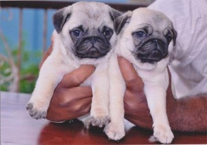 ? Lovely Pug Available For Good homes?