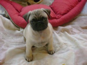 Very Cute Pug puppies seeking new homes.