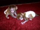 cute baby capuchin female monkeys for adoption