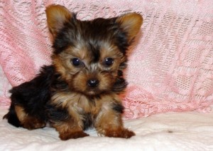 2 Charmy yorkies puppies for adoption