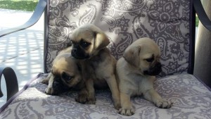 Akc &amp; CKC Precious Pug Puppies