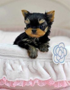 AKC T-Cup Full Parti Yorkie puppies for adoption