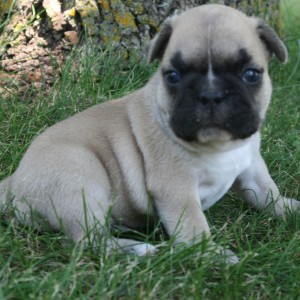 French Bulldog Puppies On Adoption