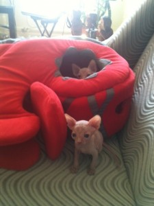 Two Adorable Sphynx Kittens, Pure Bred.