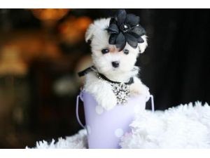 Teacup yorkies and maltese ready for new homes!!!