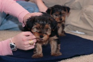 Male and Female Tea cup Yorkie Puppies