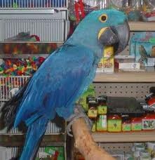 Talking Blue and Gold Macaws for free adoption