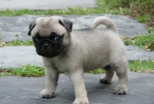 two loving  pug puppies for adoption