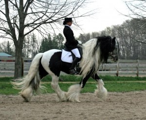 GYPSY VANNER GELDING FOR ADOPTION