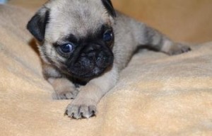 Two Cute Adorable Potty Trained  pug Puppies For Adoption*