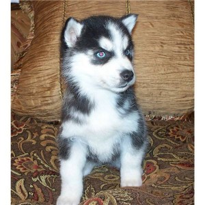 Potty trained siberian husky puppies puppies ready for homes that are ready