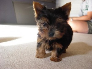 **RE_HOMING** Yorkie teacup puppies(MALE &amp; FEMALE)