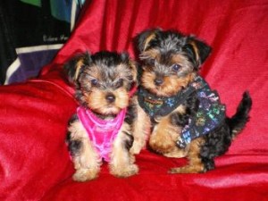 YORKIE PUPPIES I have 2 male yorkie puppies left