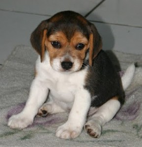BEAGLE PUPPIES AVAILABLE