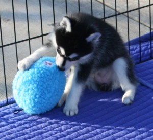 Adorable Husky puppies looking for any caring and loving family
