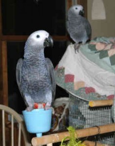 Congo grey pair for sale