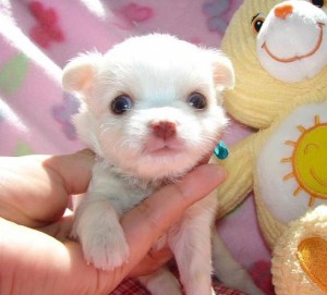 Adorable Teacup Chihuahua Puppies (Pure Breed)