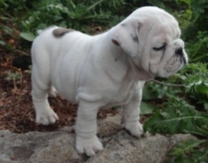 ADORABLE AND GORGEOUS ENGLISH BULLDOG PUPPIES FOR FREE ADOPTION